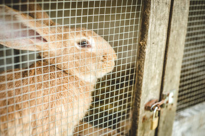 Close-up of rabbit in cage