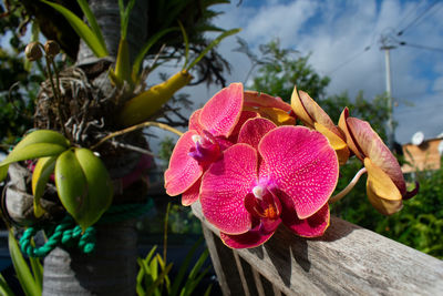 Two red pink yellow orchid flowers on sunny day on topical setting.