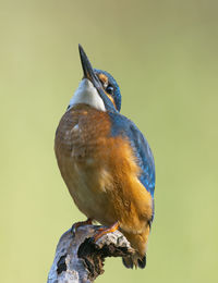 Close-up of bird perching on branch