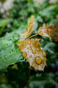 Close-up of raindrops on leaves