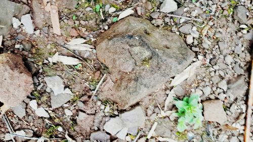 High angle view of stones on field