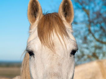 Close-up of a horse