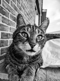 Close-up portrait of tabby cat against wall