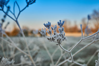 Close-up of flowers against blurred background