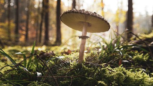 Close-up of mushroom growing on field