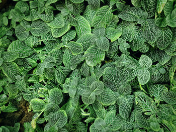 Full frame shot of green plants