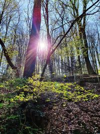 Sunlight streaming through trees in forest