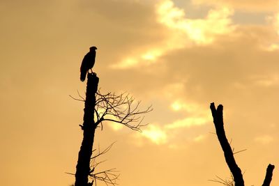 Silhouette of bare tree at sunset
