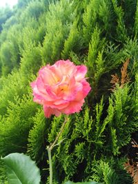 Close-up of pink flower blooming outdoors