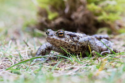 Close-up of frog on field