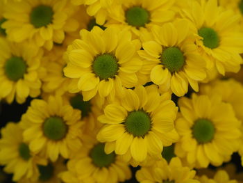 Close-up of yellow flowers