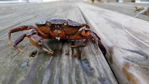 Close-up of crab on dock