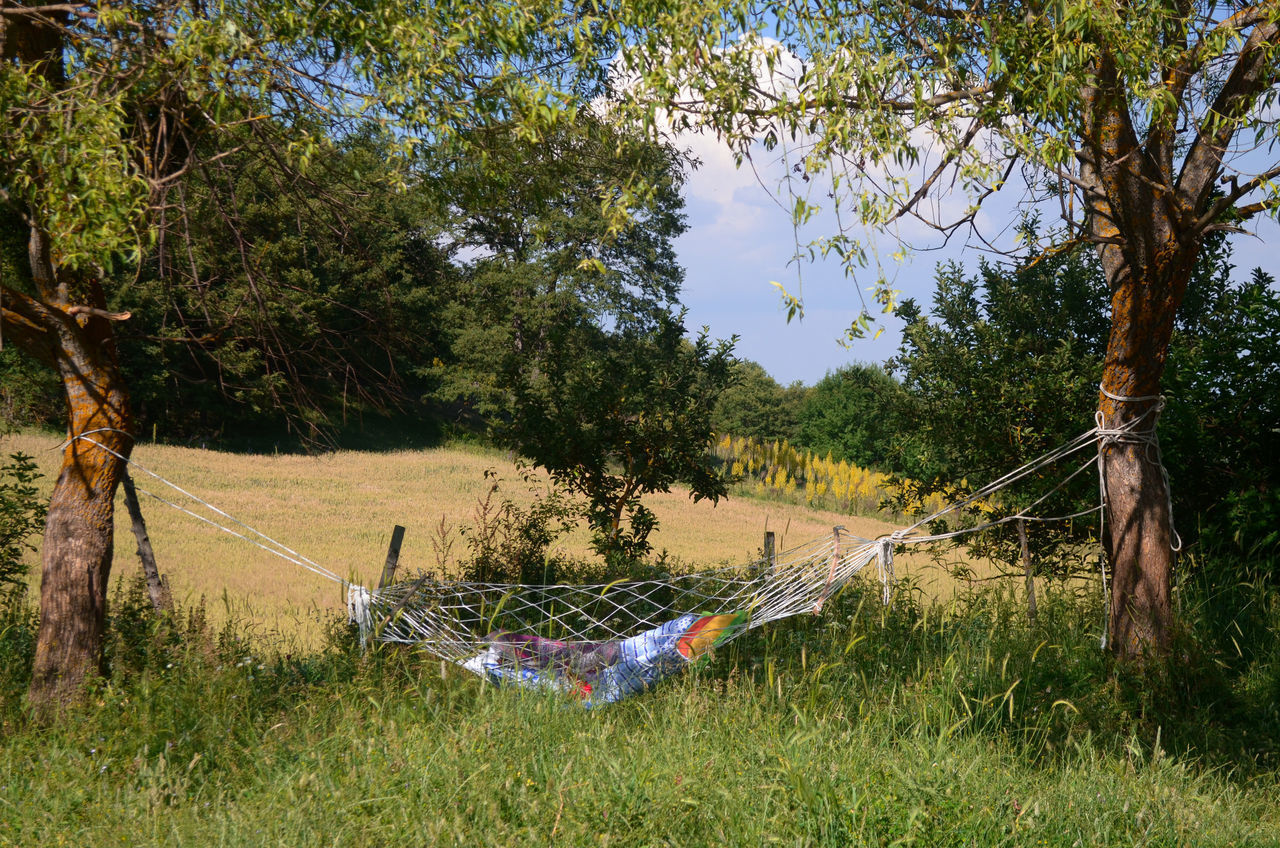 PANORAMIC VIEW OF TREES ON FIELD