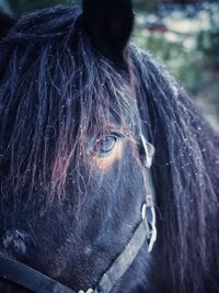 Close-up of horse eye