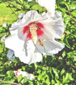 Close-up of bee pollinating on white flower