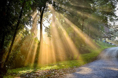 Sunlight streaming through trees in forest