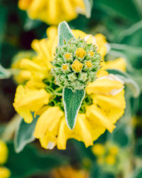 Close-up of yellow flower