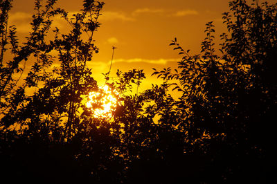 Low angle view of silhouette trees against sky during sunset