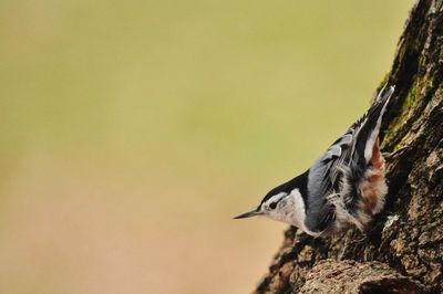 Side view of a bird against the sky