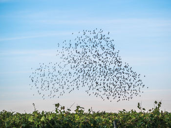 Flock of birds flying in sky