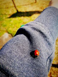 Close-up of ladybug on leaf