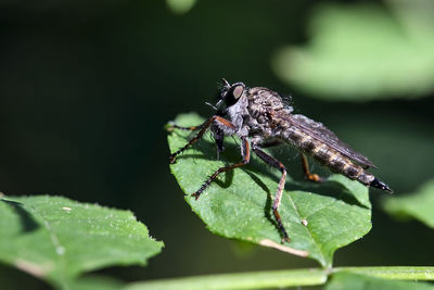 Close-up of insect on leaf