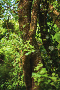 Low angle view of tree in forest