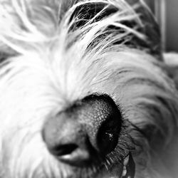 Close-up portrait of a dog