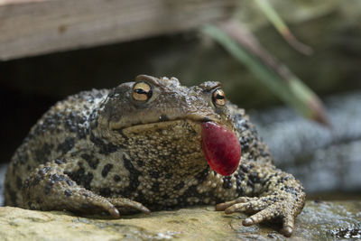 Close-up of lizard on rock