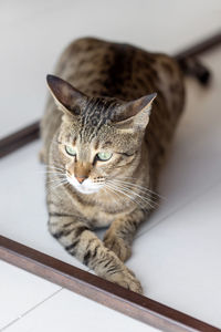 Feisty oriental cat at home, domestic animal closeup portrait