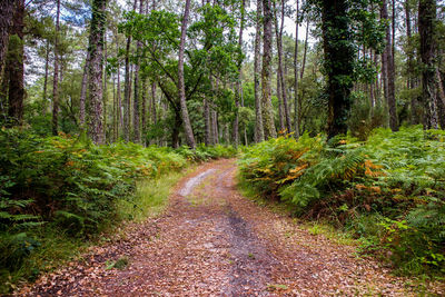 Dirt road amidst trees in forest