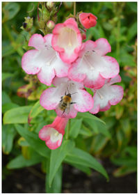 Close-up of bee on pink flower