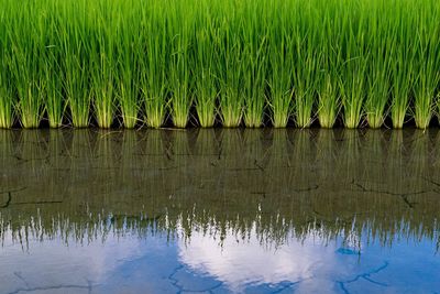 Reflection of plants in water