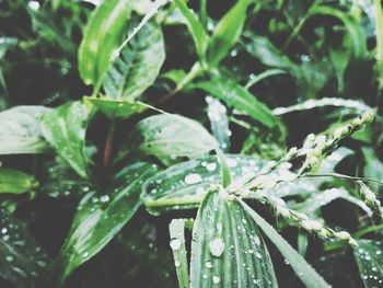 Close-up of raindrops on leaves