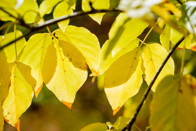 Close-up of yellow leaves