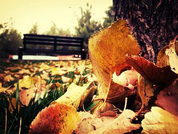 Close-up of autumn leaves