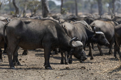 Buffalos in a field