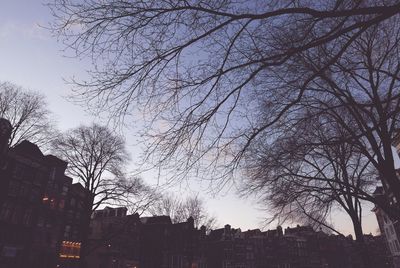 Low angle view of trees against sky