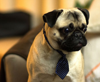 Close-up portrait of a dog