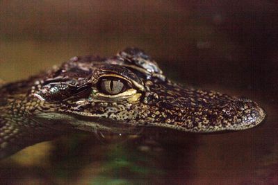 Close-up of crocodile in the water