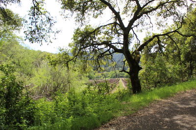 Scenic view of forest
