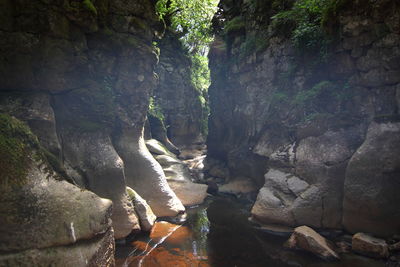 Rock formation amidst trees in forest