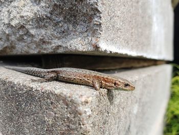 Close-up of lizard on rock