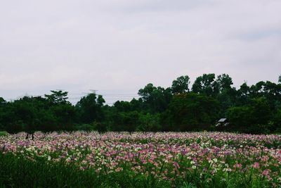 Purple flowering plants on field against sky