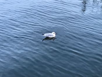 High angle view of bird swimming in lake