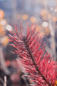 Close-up of red flowering plant