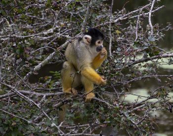 Squirrel on tree in forest