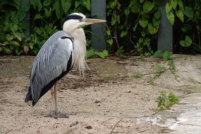 High angle view of gray heron perching on a field