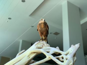 Low angle view of owl perching on ceiling