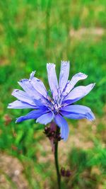 Close-up of purple flowering plant on field